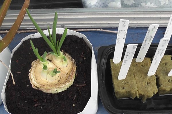 Kraken onion вход