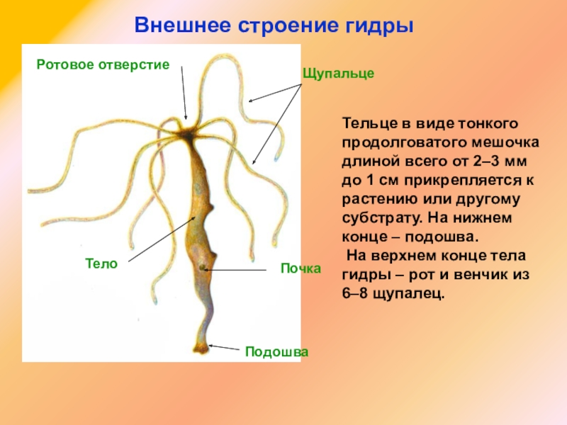 Кракен at сегодня работает ли